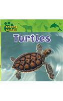 Turtles