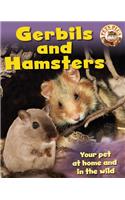 Gerbils and Hamsters