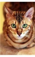 The Bengal Cat Journal "Laugh It Up, Human. You Have to Sleep Sometime.": 150 page lined notebook/diary