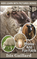 Sheep
