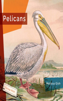 Pelicans