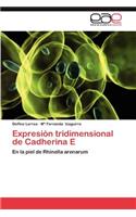 Expresion Tridimensional de Cadherina E