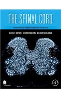 The Spinal Cord