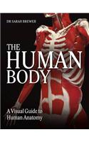 Human Body