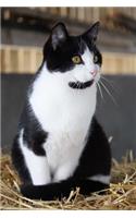 Awesome Markings on this Adorable Black and White Cat Pet Journal