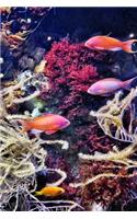 Colorful Fish Swimming in an Aquarium Journal