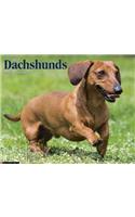 Dachshunds