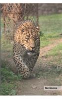 Jaguar Notebook