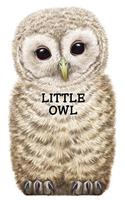 Little Owl