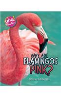 Why Are Flamingos Pink?