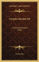 Ceropales Maculata Fab