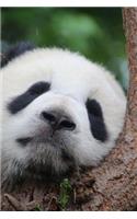 Pat the Panda Takes a Nap in a Tree Cute Animal Journal: 150 Page Lined Notebook/Diary