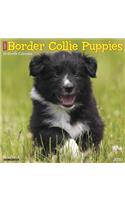 BORDER COLLIE PUPPIES 2020 WALL CALENDAR