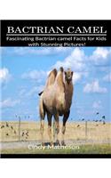 Bactrian Camel