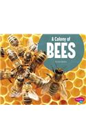 Colony of Bees
