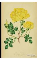 Botanical Print Journal