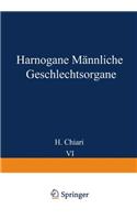 Harnorgane Mannliche Geschlechtsorgane