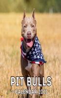 Pit Bulls