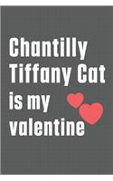 Chantilly Tiffany Cat is my valentine