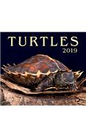 Turtles 2019