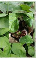 Your Notebook! Wild Ginger: (Your Notebook!)