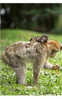 Mom and Baby Barbary Macaque Monkey Journal