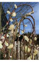 Pussy Willow Plants Journal