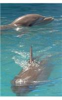 Dolphins Notebook
