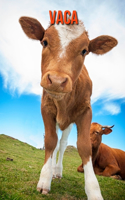 Vaca