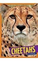 Cheetahs