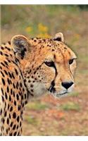 Notebook - Cheetah
