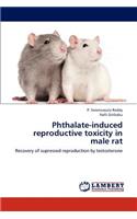 Phthalate-induced reproductive toxicity in male rat