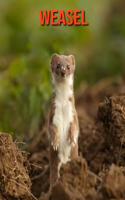 Weasel: Fun Facts & Cool Pictures