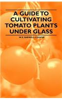 Guide to Cultivating Tomato Plants Under Glass