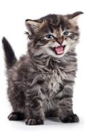 Siberian Kitten Summer Notebook & Journal. Productivity Work Planner & Idea Notepad: Brainstorm Thoughts, Self Discovery, To Do List