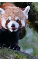 Mind Blowing Cute Red Panda Licking Its Nose 150 Page lined journal