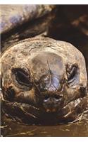 Galapagos Tortoise Checking You Out Journal