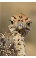Ostrich Chick Portrait Journal