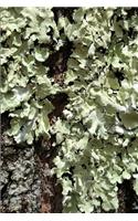 2020 Daily Planner Moss Tree Bark Photo 388 Pages: 2020 Planners Calendars Organizers Datebooks Appointment Books Agendas