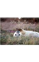 Grey Seal Pups of Donna Nook 2018: New Borns and Week Old Seal Pups(Calvendo Animals)