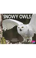 Snowy Owls