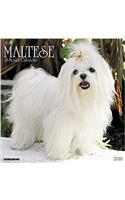 Just Maltese 2018 Wall Calendar (Dog Breed Calendar)