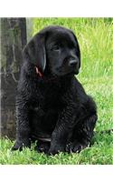 Black Labrador Puppy Calendar Notebook