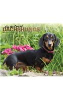 Dachshunds, for the Love of 2020 Deluxe Foil