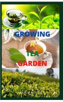 Growing a Tea Garden