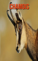 Chamois: Amazing Facts about Chamois