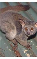 The Galago aka Bushbaby Journal