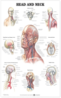 Head and Neck Anatomical Chart: Anatomical Chart(English)