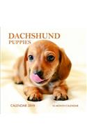 Dachshund Puppies Calendar 2019: 16 Month Calendar