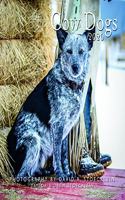 2020 Cow Dogs Calendar
